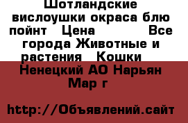 Шотландские вислоушки окраса блю пойнт › Цена ­ 4 000 - Все города Животные и растения » Кошки   . Ненецкий АО,Нарьян-Мар г.